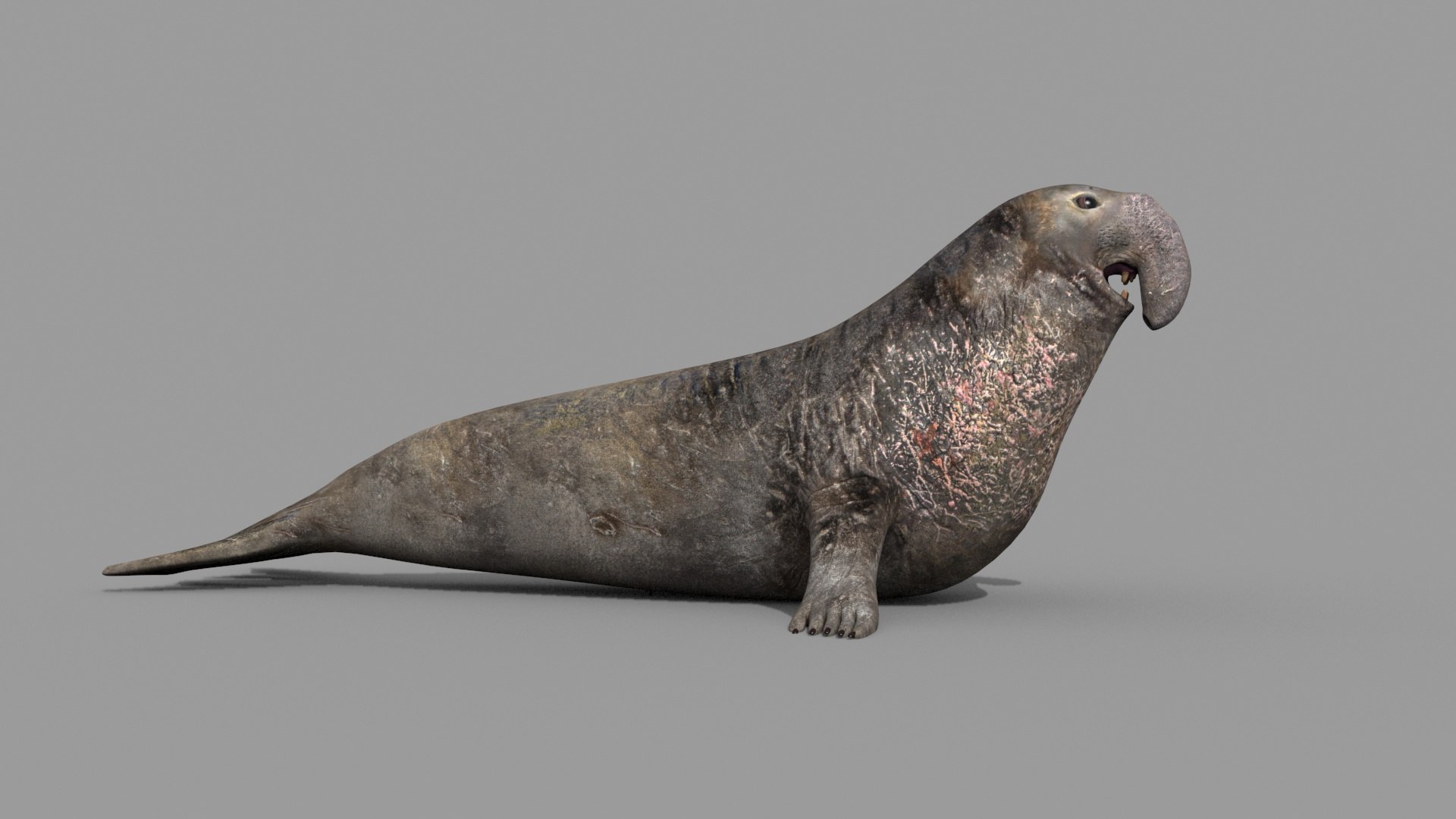 Sea Elephant Seal - 8K 3d Animated Model - TurboSquid 2259652