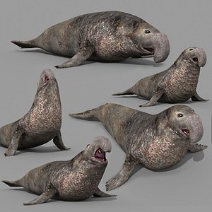 Sea Elephant Seal - 8K 3d animated model