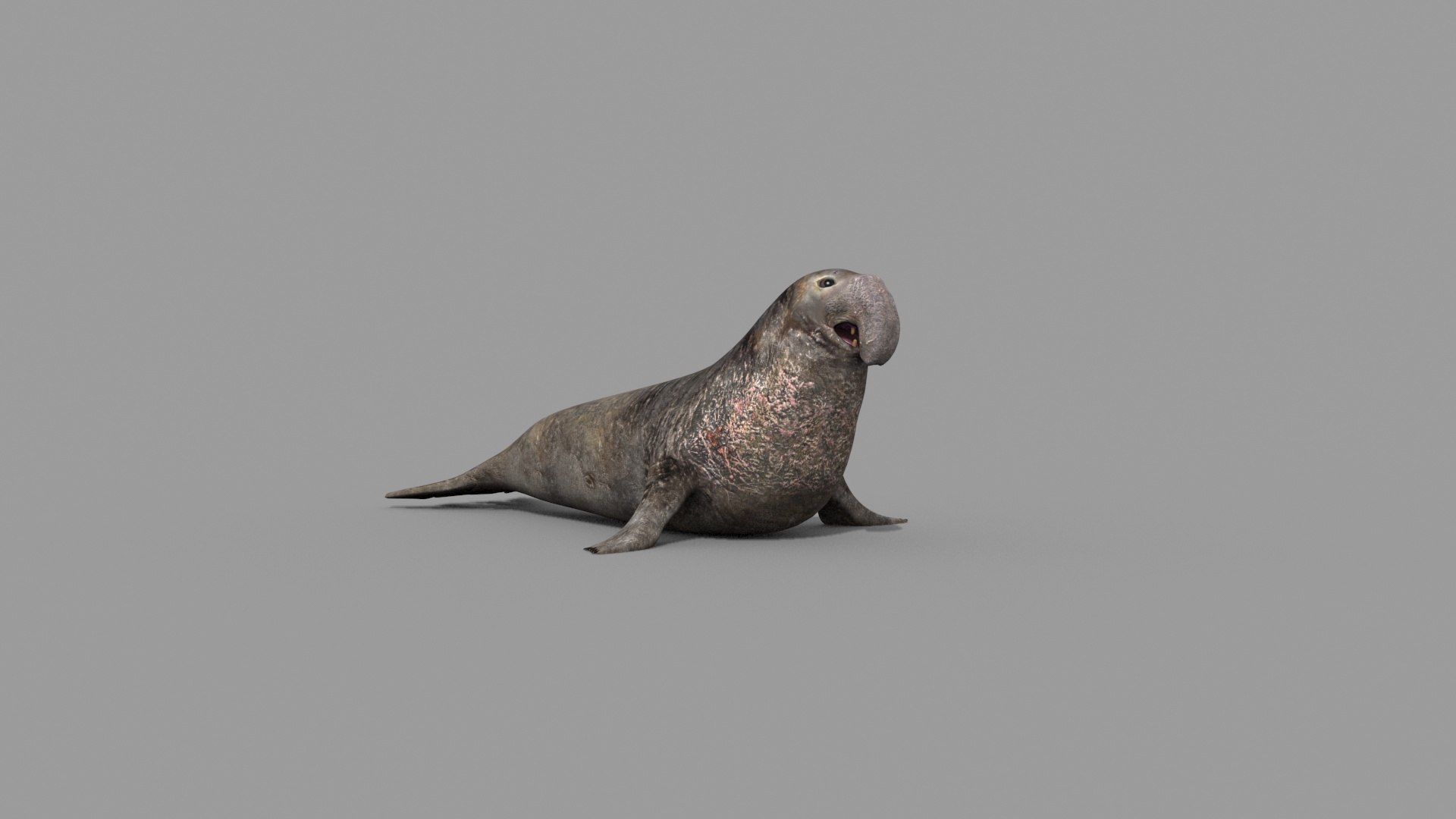 Sea Elephant Seal - 8K 3d Animated Model - TurboSquid 2259652
