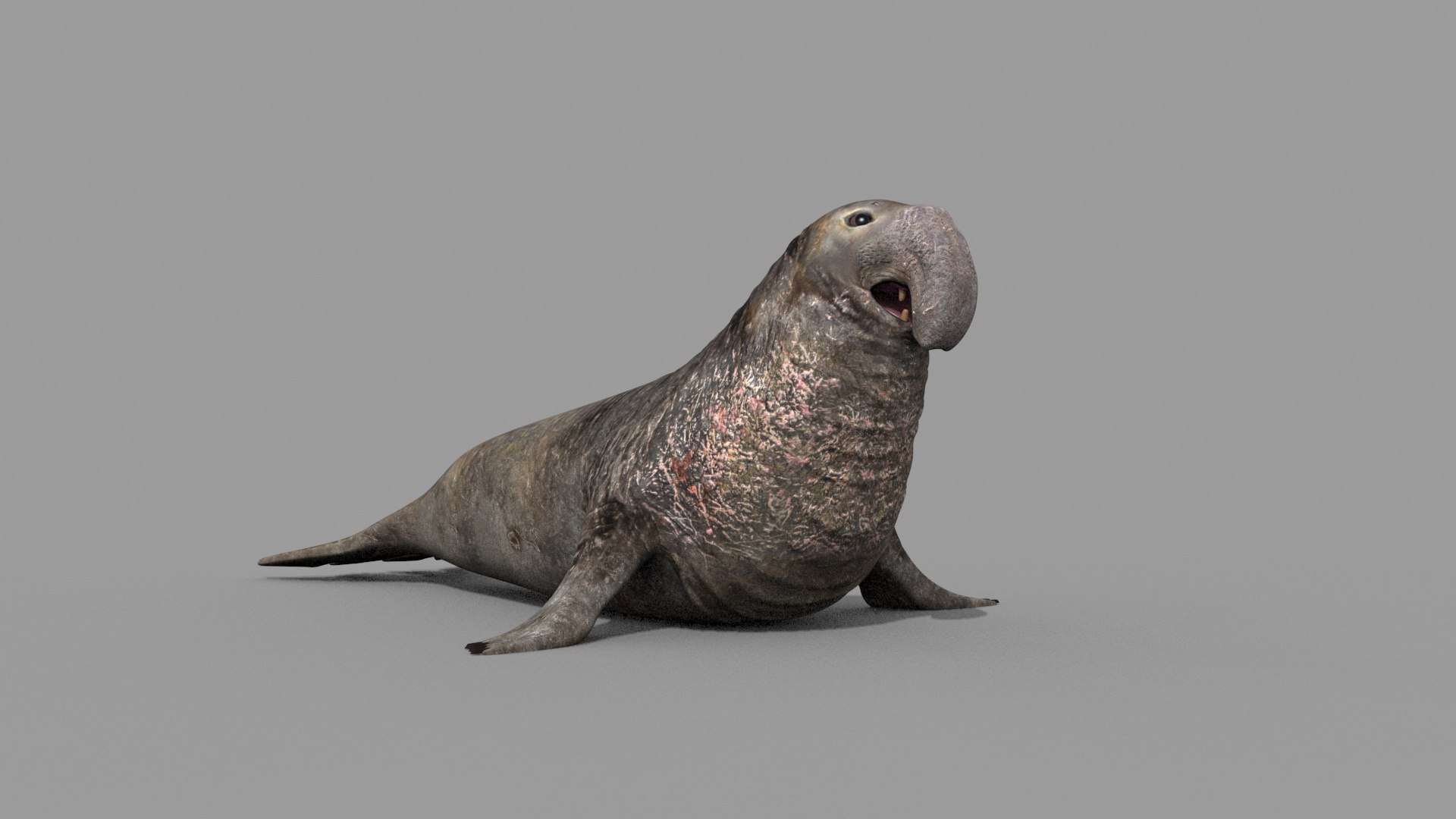 Sea Elephant Seal - 8K 3d Animated Model - TurboSquid 2259652