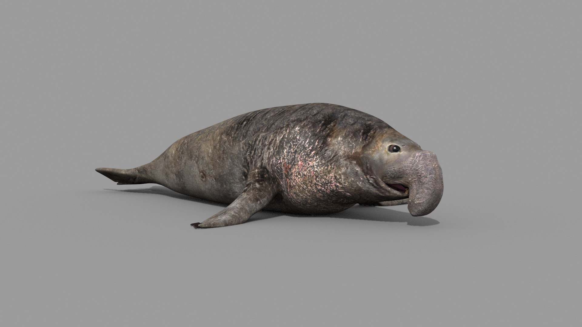 Sea Elephant Seal - 8K 3d Animated Model - TurboSquid 2259652