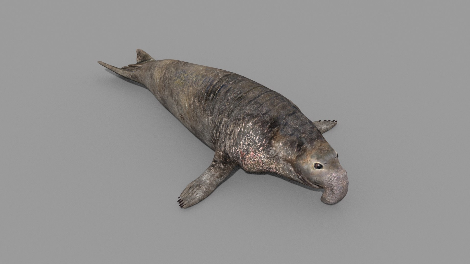 Sea Elephant Seal - 8K 3d Animated Model - TurboSquid 2259652
