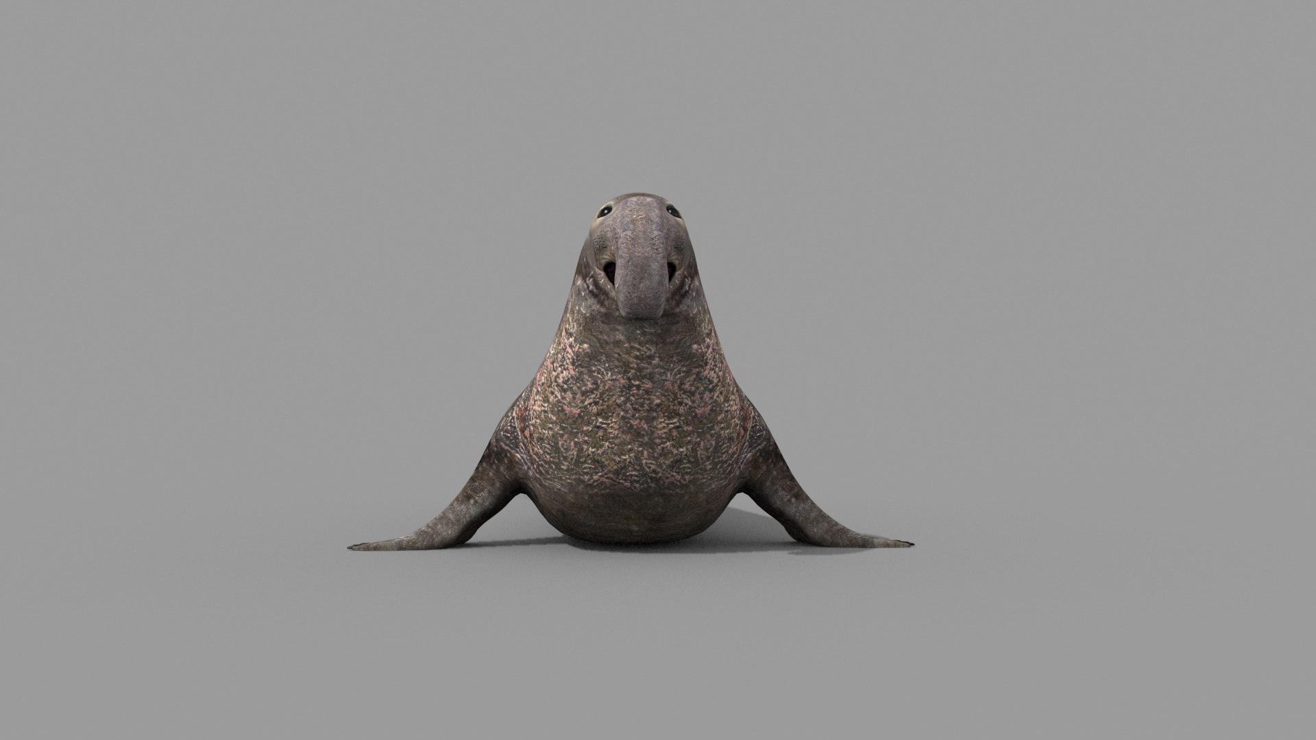 Sea Elephant Seal - 8K 3d Animated Model - TurboSquid 2259652