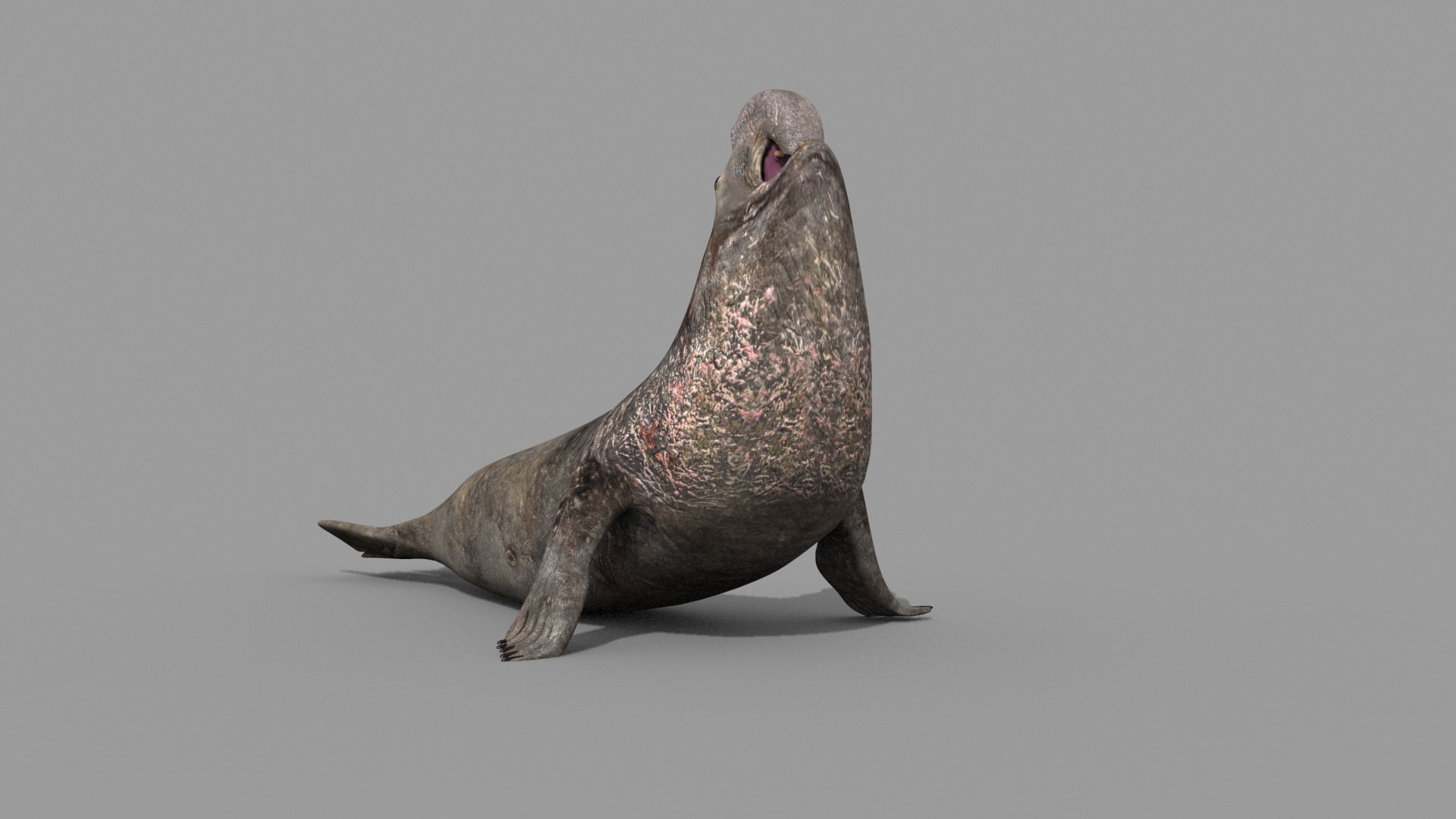 Sea Elephant Seal - 8K 3d Animated Model - TurboSquid 2259652