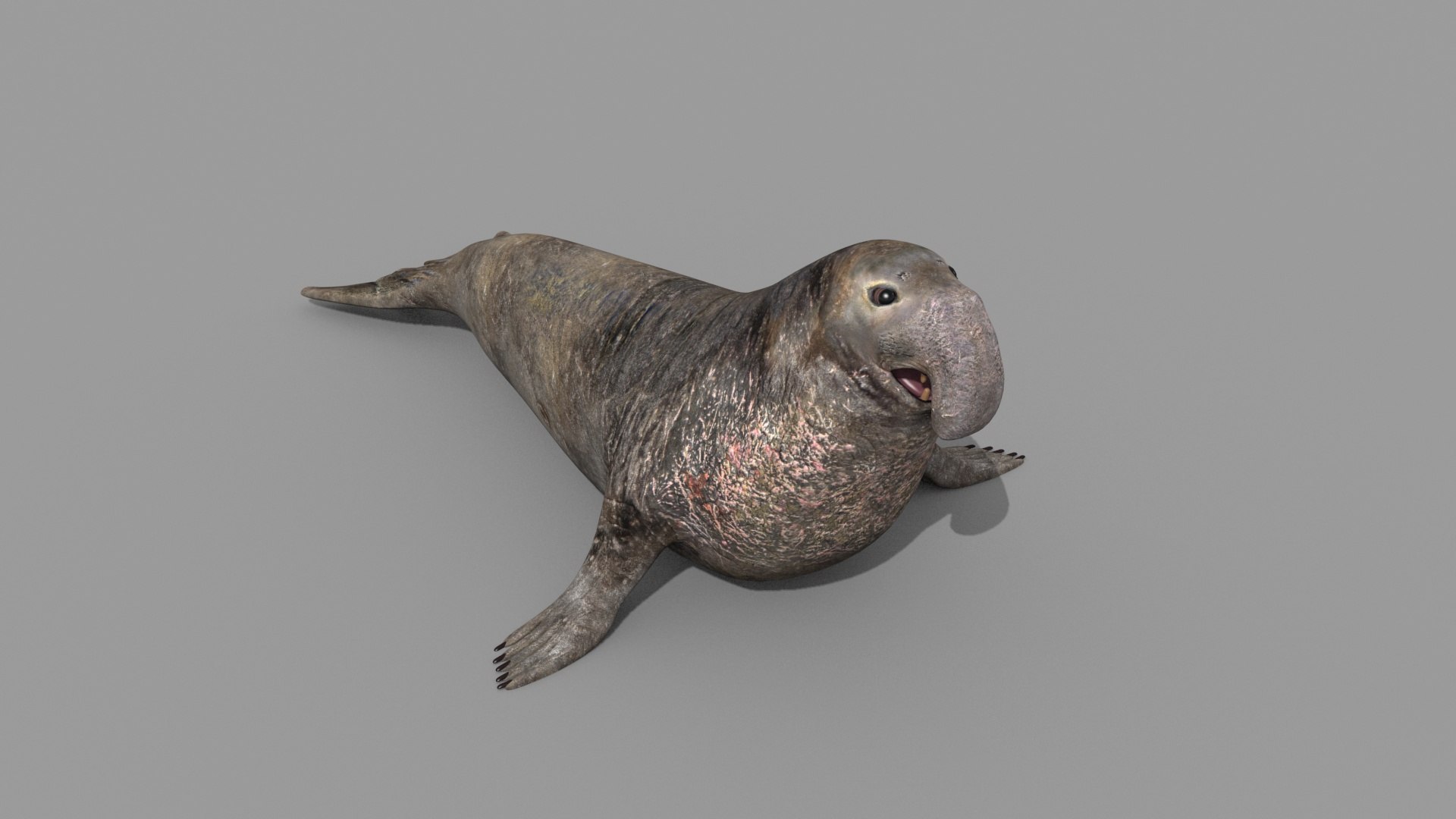Sea Elephant Seal - 8K 3d Animated Model - TurboSquid 2259652