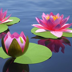 3D Nymphaea Siam Purple Kit model