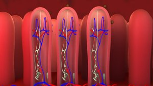 Internal intestine and worm egg Medical animation