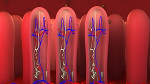 Internal intestine and worm egg Medical animation