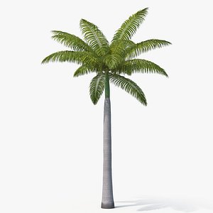 Palm Royal 04