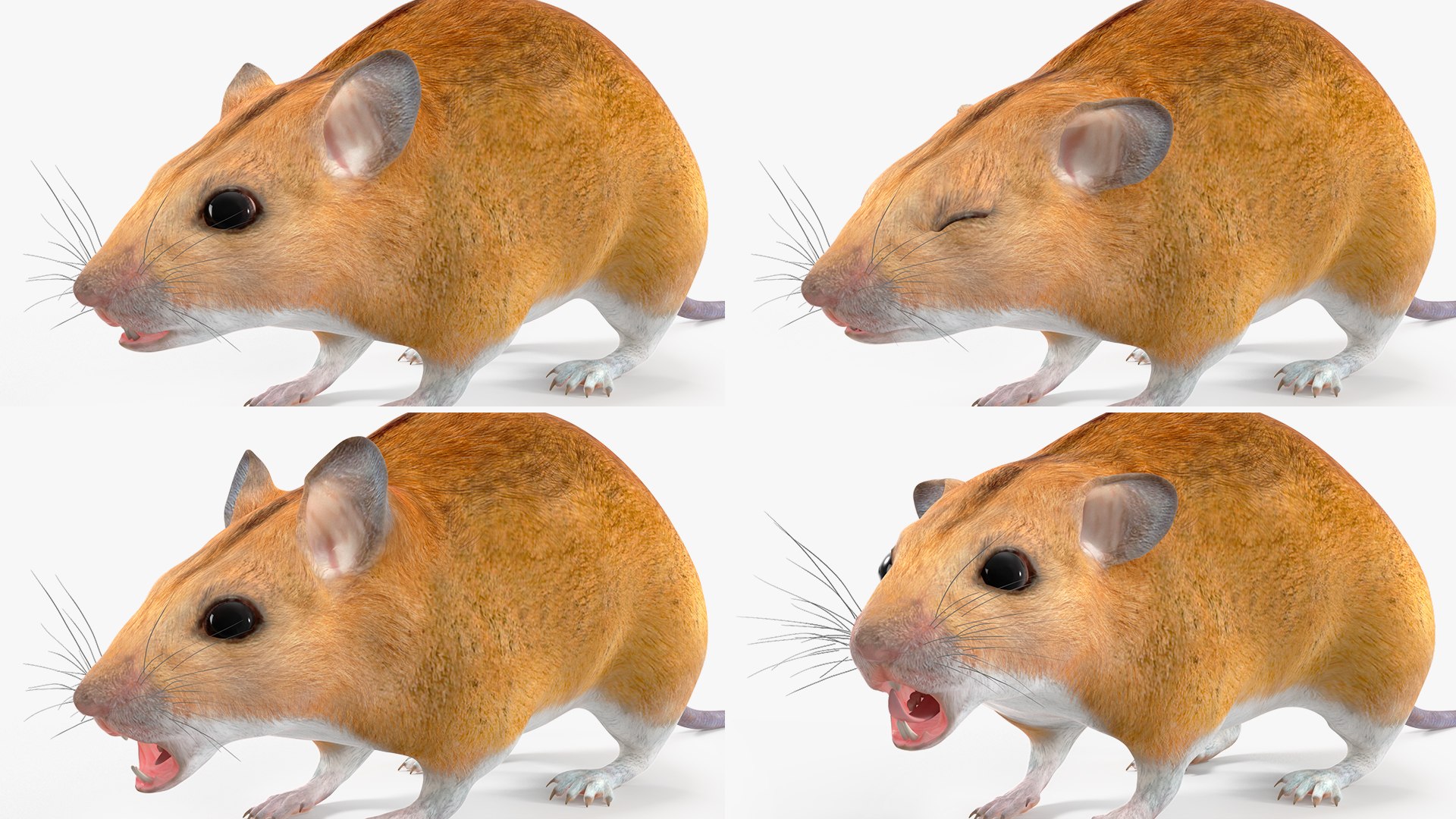 3D model Calabyi Mouse Rigged for Maya https://p.turbosquid.com/ts-thumb/ci/I4Jj9b/4t/calabyimouseriggedformaya3dsmodel022/jpg/1714017546/1920x1080/fit_q87/9280c68487aadc3c8b2a09405cc7f28bacb3bd3b/calabyimouseriggedformaya3dsmodel022.jpg