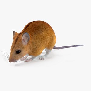 3D model Calabyi Mouse Rigged for Maya