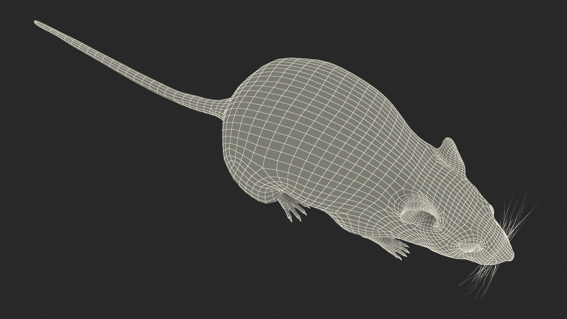 3D model Calabyi Mouse Rigged for Maya https://p.turbosquid.com/ts-thumb/ci/I4Jj9b/Bo/calabyimouseriggedformaya3dsmodel034/jpg/1714017608/1920x1080/fit_q87/3ae4b127e6092ac704444c25e9d0706dd68c8782/calabyimouseriggedformaya3dsmodel034.jpg