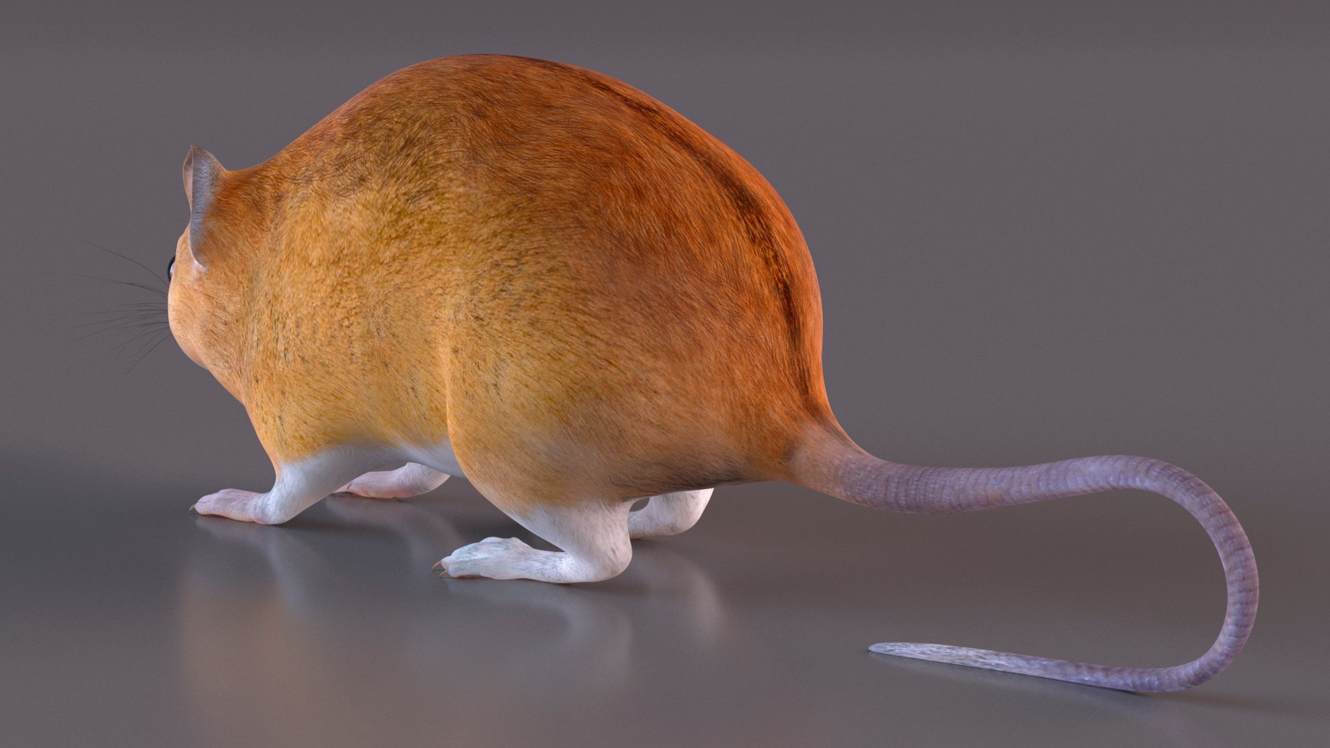3D model Calabyi Mouse Rigged for Maya https://p.turbosquid.com/ts-thumb/ci/I4Jj9b/J4/calabyimouseriggedformaya3dsmodel009/jpg/1714017479/1920x1080/fit_q87/352b4876a6ab900bc138b7712cf398f38d25fb65/calabyimouseriggedformaya3dsmodel009.jpg