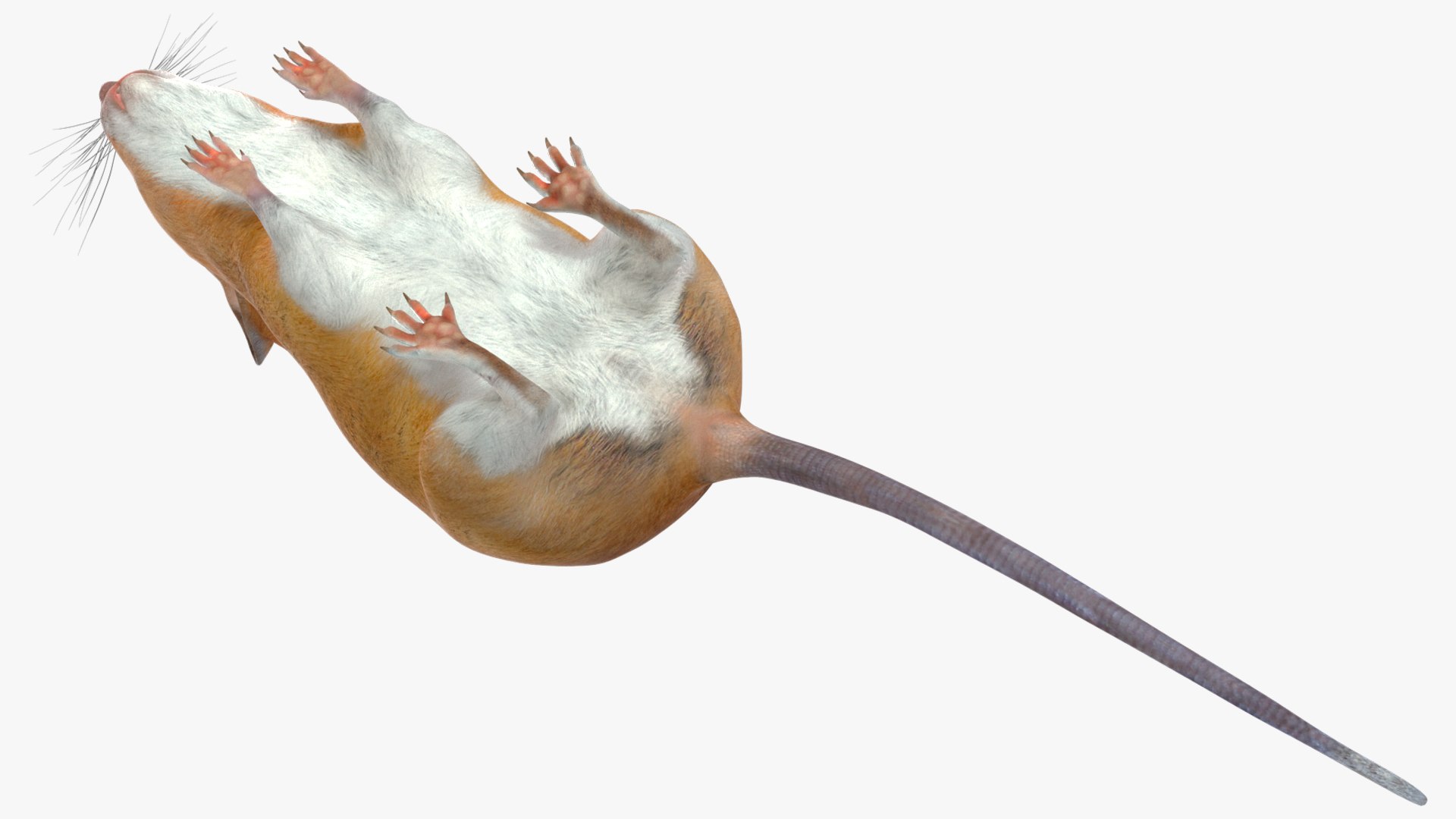 3D model Calabyi Mouse Rigged for Maya https://p.turbosquid.com/ts-thumb/ci/I4Jj9b/Lu/calabyimouseriggedformaya3dsmodel017/jpg/1714017518/1920x1080/fit_q87/d8476dd12336aa357056a3f4319c8daccf0e48d4/calabyimouseriggedformaya3dsmodel017.jpg