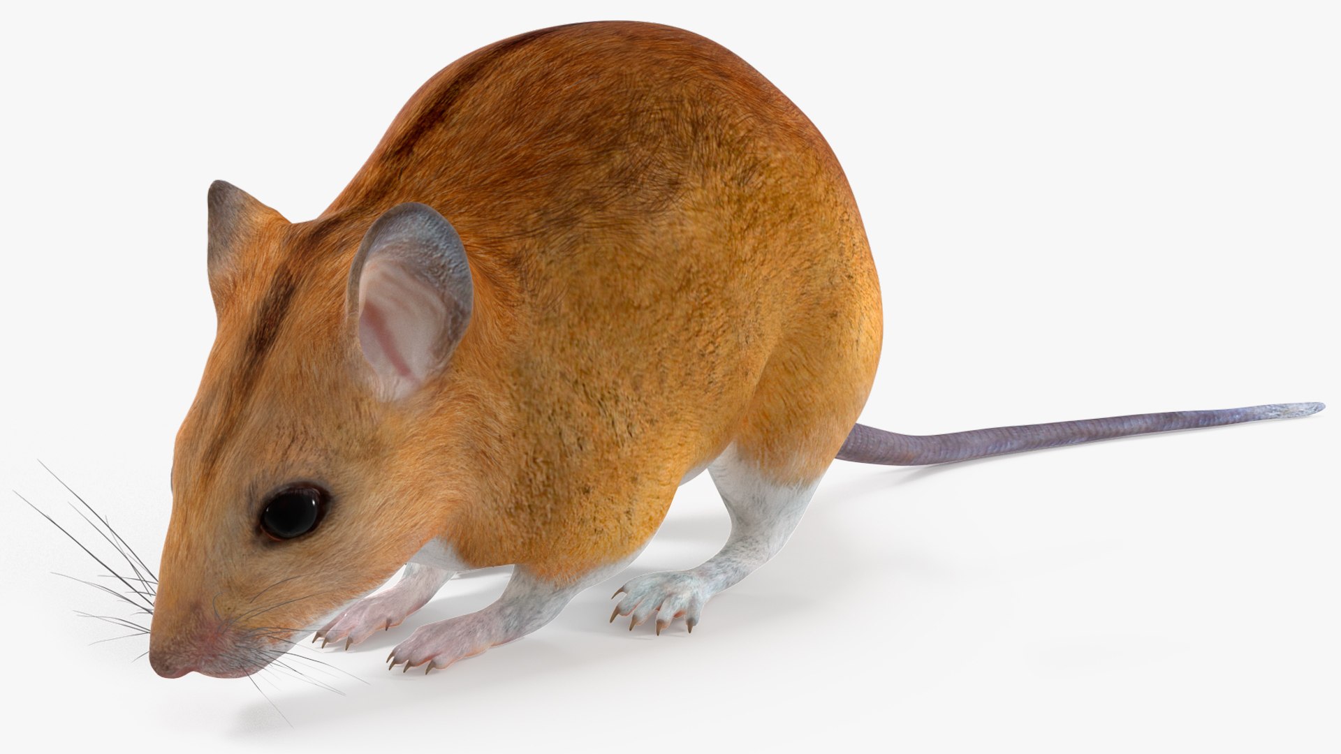 3D model Calabyi Mouse Rigged for Maya https://p.turbosquid.com/ts-thumb/ci/I4Jj9b/QD/calabyimouseriggedformaya3dsmodel012/jpg/1714017493/1920x1080/fit_q87/aa2465b06c398b3cc7fa336e979c07968c5cf738/calabyimouseriggedformaya3dsmodel012.jpg