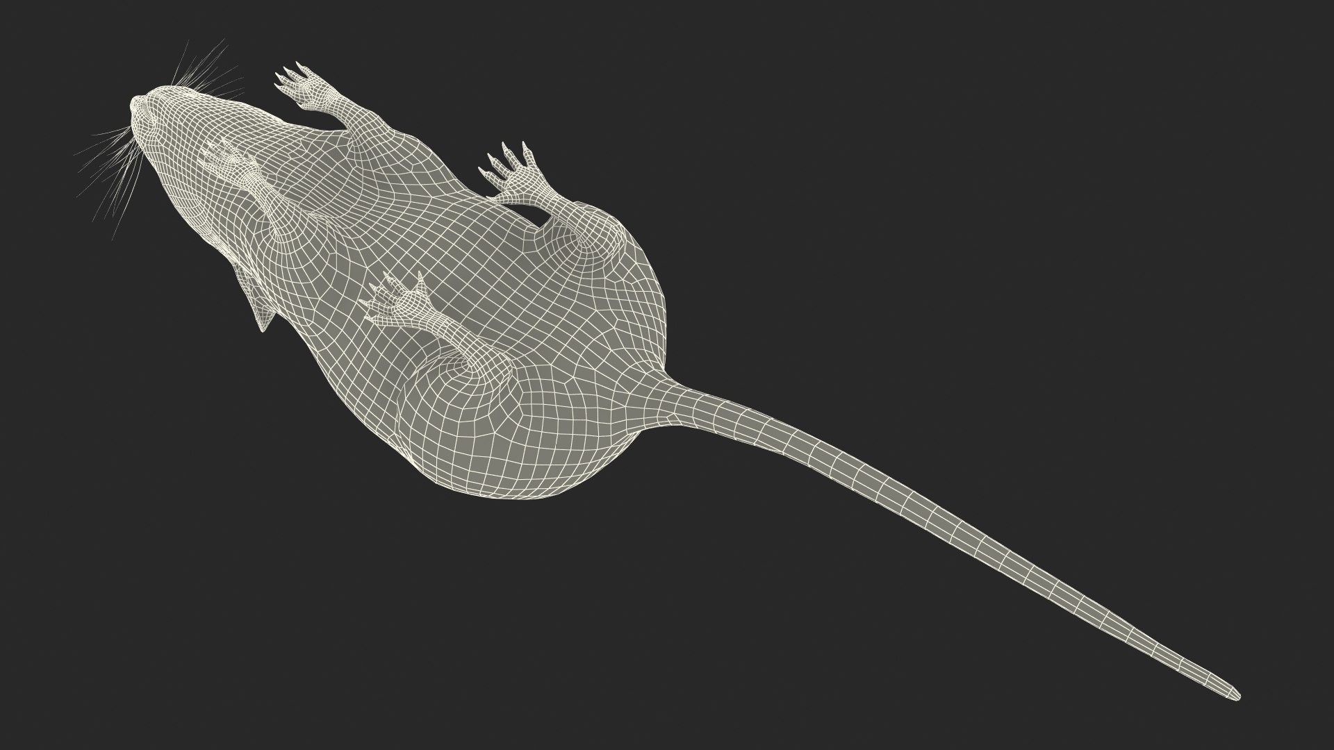 3D model Calabyi Mouse Rigged for Maya https://p.turbosquid.com/ts-thumb/ci/I4Jj9b/cy/calabyimouseriggedformaya3dsmodel035/jpg/1714017613/1920x1080/fit_q87/be496612a9f59352d4b0fedb210d3fda32d8ec7b/calabyimouseriggedformaya3dsmodel035.jpg