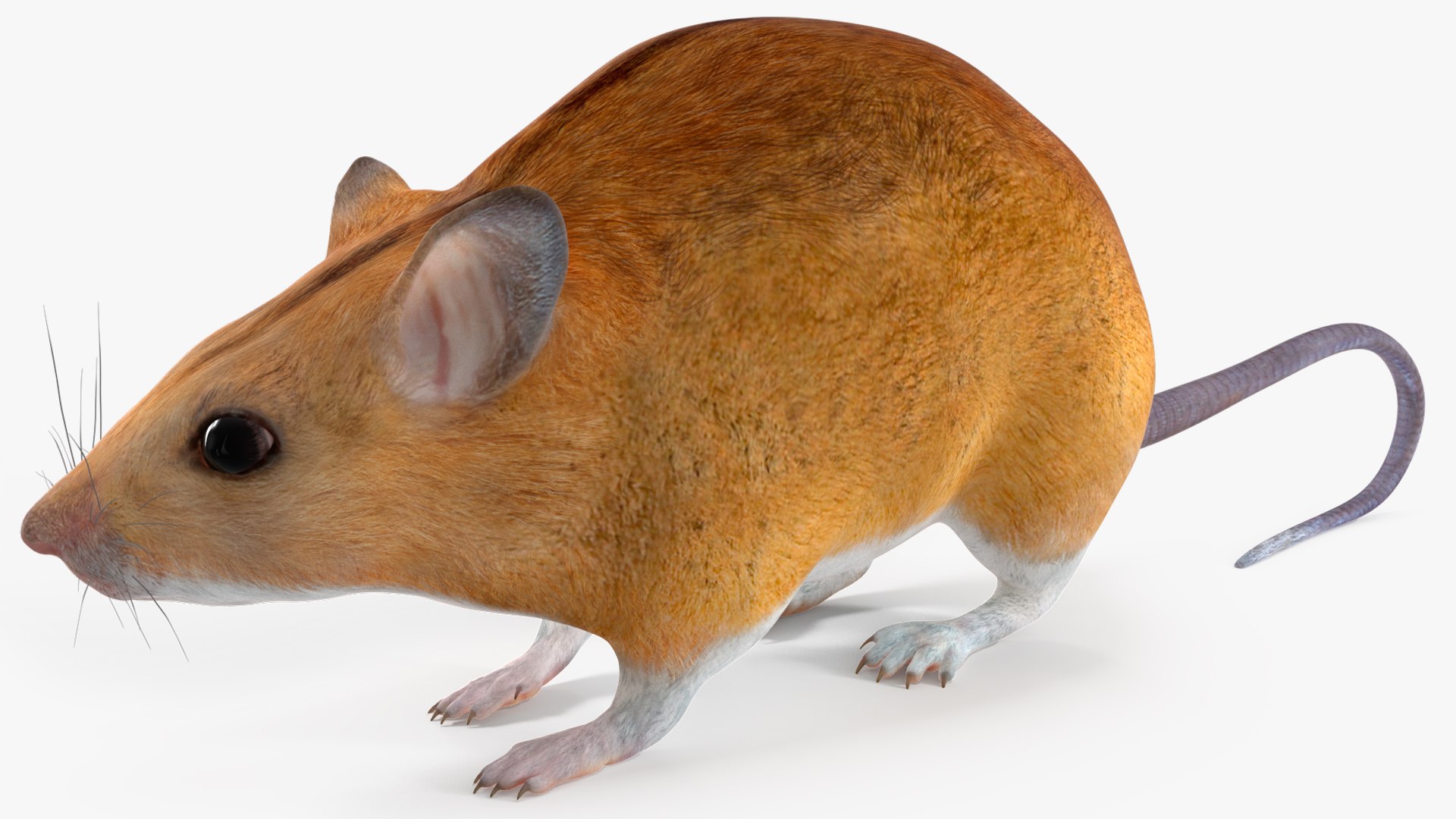 3D model Calabyi Mouse Rigged for Maya https://p.turbosquid.com/ts-thumb/ci/I4Jj9b/lY/calabyimouseriggedformaya3dsmodel011/jpg/1714017488/1920x1080/fit_q87/6812ab7429c0dcf903704e8c30279ca20b834d92/calabyimouseriggedformaya3dsmodel011.jpg
