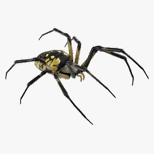 Black and Yellow Garden Spider with Fur 3D Model