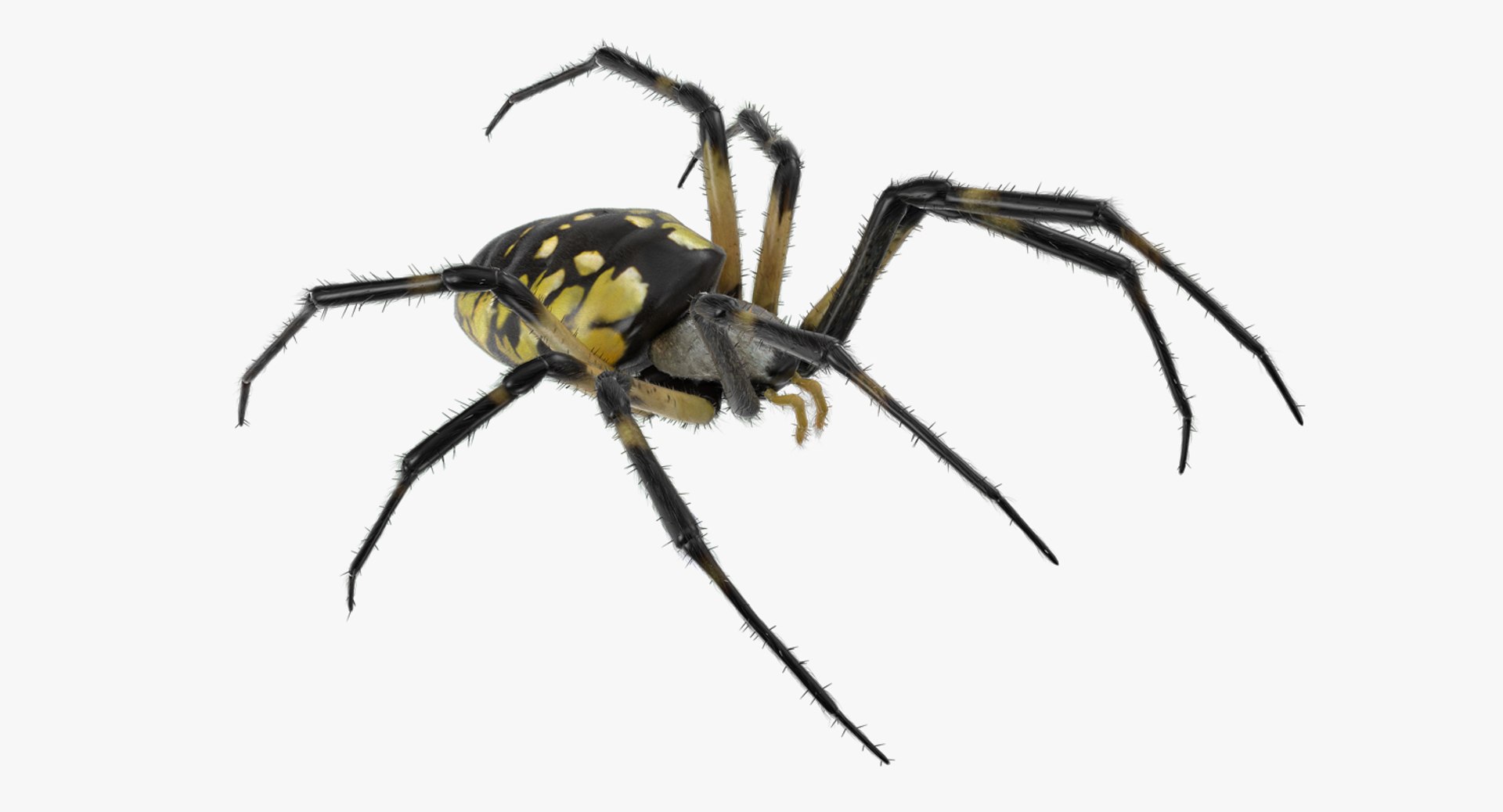 Black and Yellow Garden Spider with Fur 3D Model preview