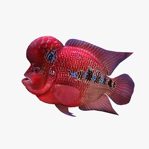 3D Flower horn Fish model