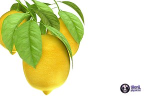 lemon 3d model