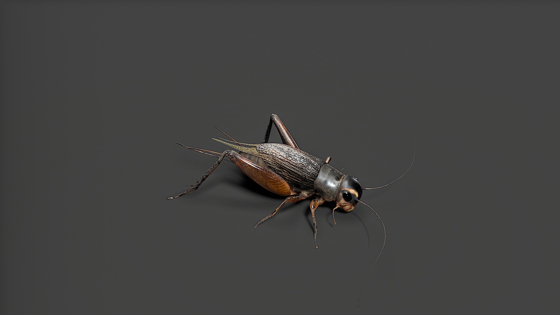 3D insect https://p.turbosquid.com/ts-thumb/ci/zakIxE/2r/untitled/jpg/1758528172/1920x1080/fit_q87/f8b4584e59fe2eb15472e7a83a86c3bbfefa991b/untitled.jpg