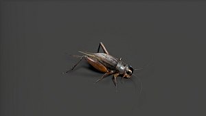3D insect