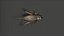 3D insect