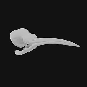 3D model Hummingbird Skull