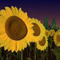 sunflower