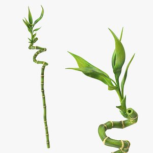 3D lucky bamboo stem
