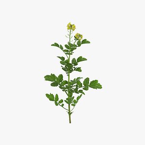 mustard plant 3D model