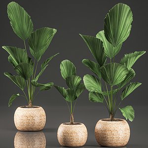 decorative licuala interior basket model
