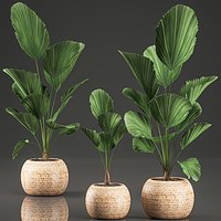 licuala for the interior in basket 642