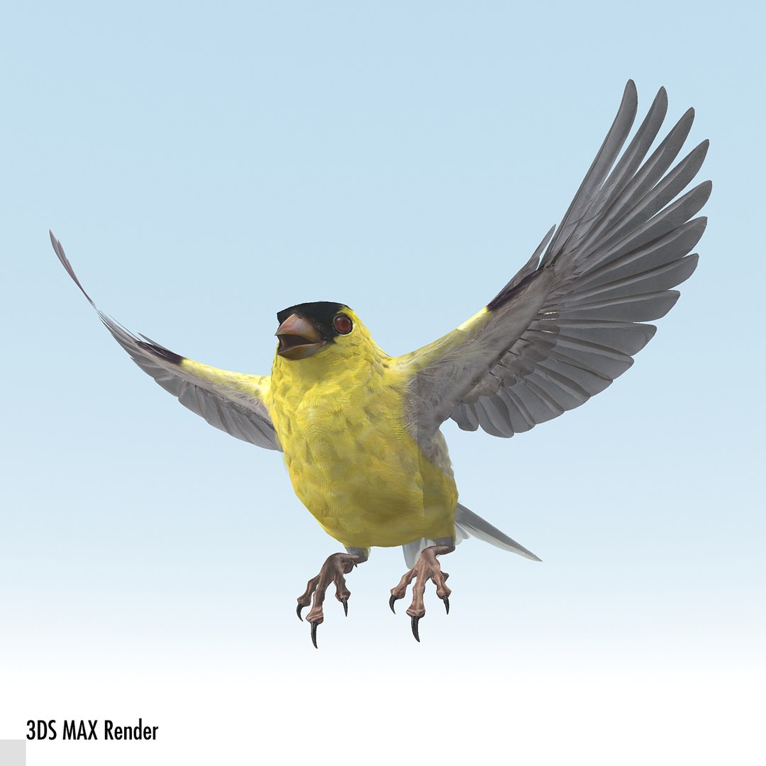 lwo goldfinch rigged animation https://p.turbosquid.com/ts-thumb/cj/VrGkgG/3ISW6wNh/gfinchmax02/jpg/1347248876/1920x1080/fit_q87/c46a6e6617a6d7d418e8d81d5817d0af1fb847b0/gfinchmax02.jpg
