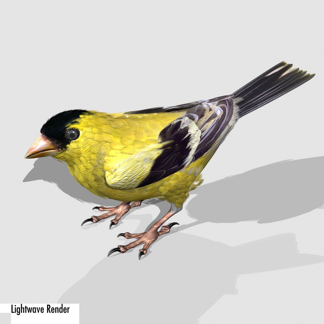 lwo goldfinch rigged animation https://p.turbosquid.com/ts-thumb/cj/VrGkgG/60dixcgD/gflw13/jpg/1347248814/1920x1080/fit_q87/96a494e107ba9d34f3620d7042edec088dfa14a6/gflw13.jpg