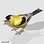 Goldfinch