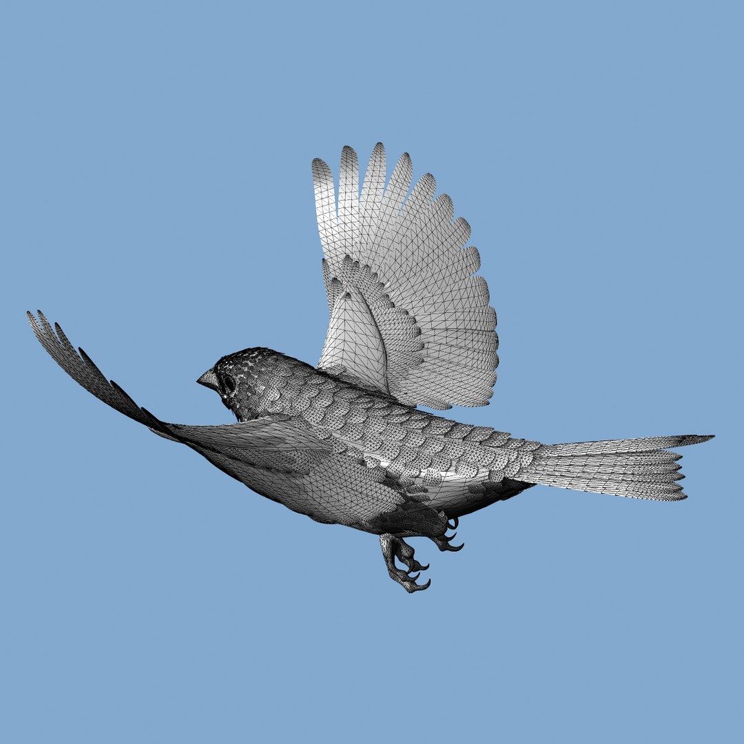 lwo goldfinch rigged animation https://p.turbosquid.com/ts-thumb/cj/VrGkgG/96unjabx/wireframe202/jpg/1347471253/1920x1080/fit_q87/7df01bbf02ea5e49200348ab05169d0e8bdf5dec/wireframe202.jpg
