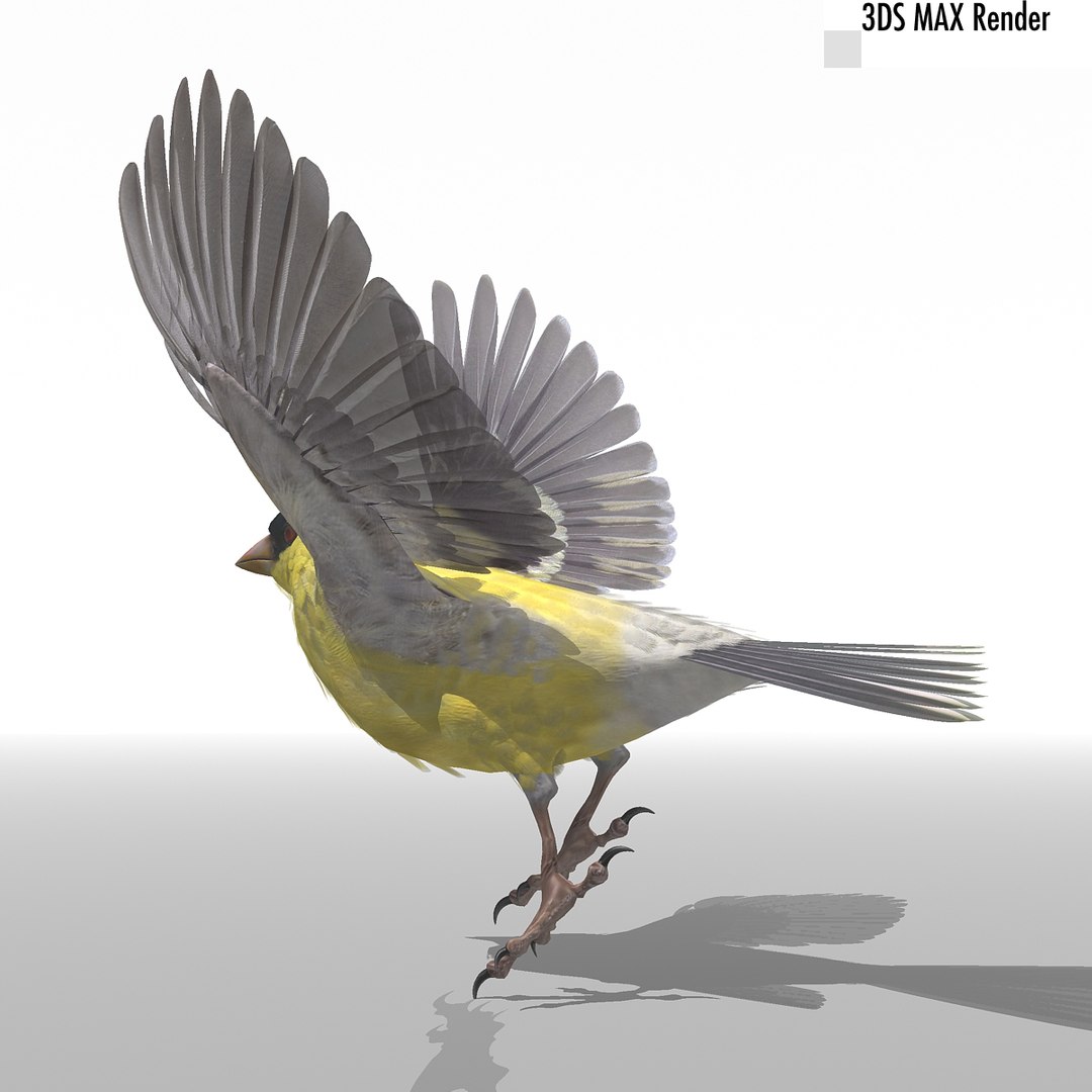 lwo goldfinch rigged animation https://p.turbosquid.com/ts-thumb/cj/VrGkgG/9YzKqE3V/gfinchmax09/jpg/1347248876/1920x1080/fit_q87/c88c7408edf42c9584ab3b86667f4323119ecf36/gfinchmax09.jpg
