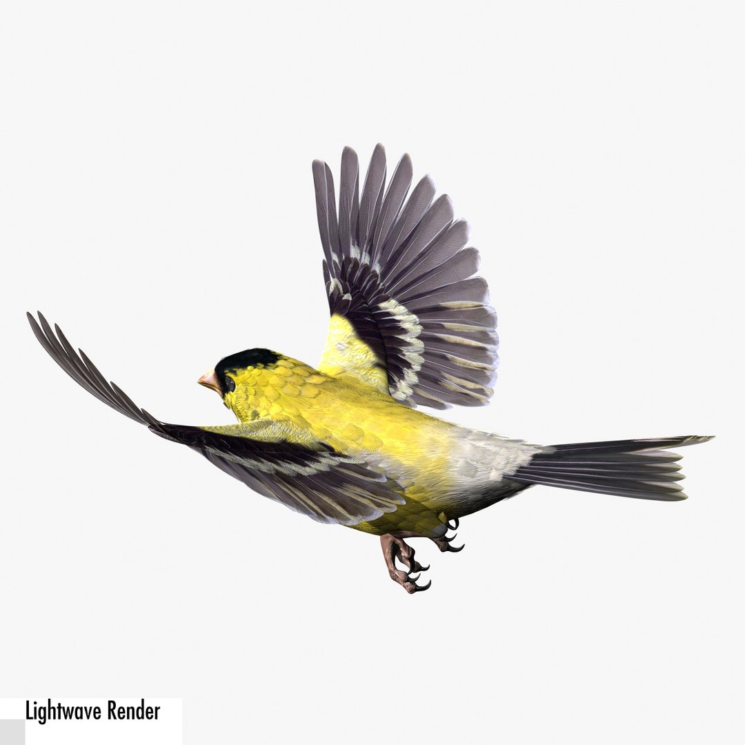 lwo goldfinch rigged animation https://p.turbosquid.com/ts-thumb/cj/VrGkgG/AAlfRQrT/gflw04/jpg/1347248814/1920x1080/fit_q87/4251d4dbfef16747ea168efc95b44527a056abd5/gflw04.jpg