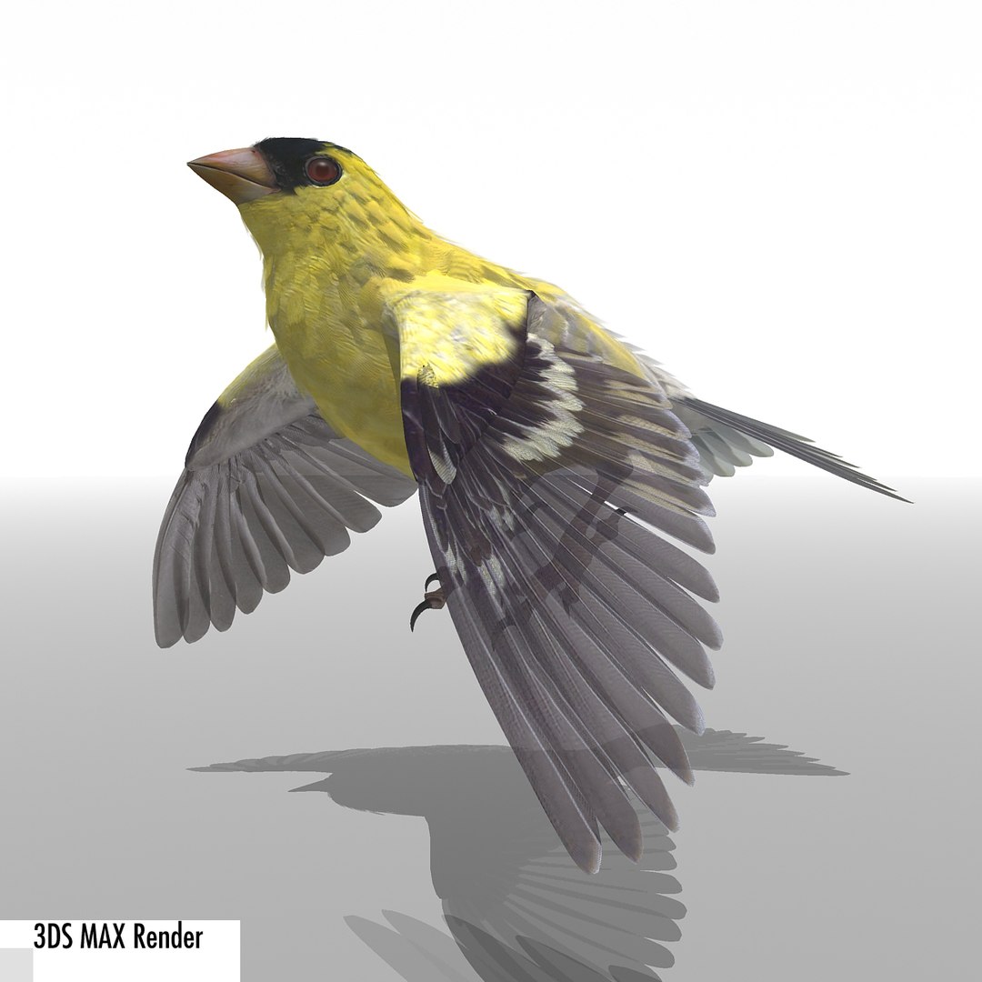 lwo goldfinch rigged animation https://p.turbosquid.com/ts-thumb/cj/VrGkgG/BqH8GXb1/gfinchmax03/jpg/1347248876/1920x1080/fit_q87/bc96de09f0c065c7698f0a52a19787c3bf2aede6/gfinchmax03.jpg