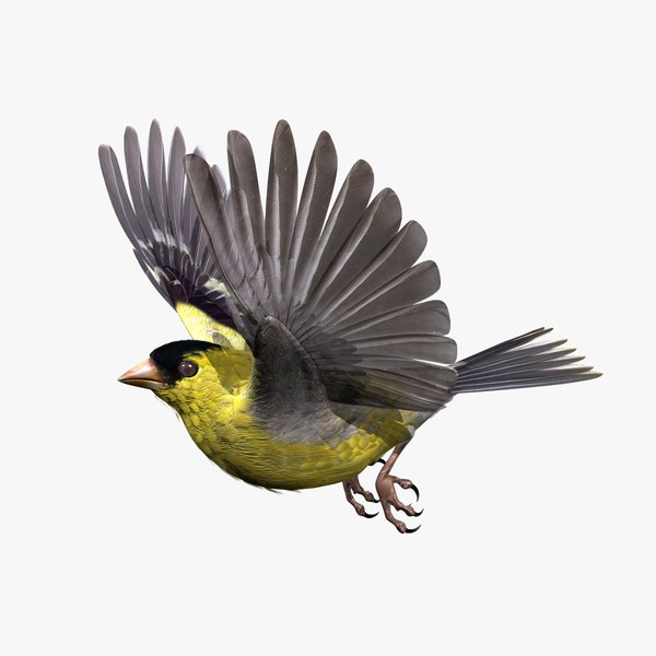 lwo goldfinch rigged animation