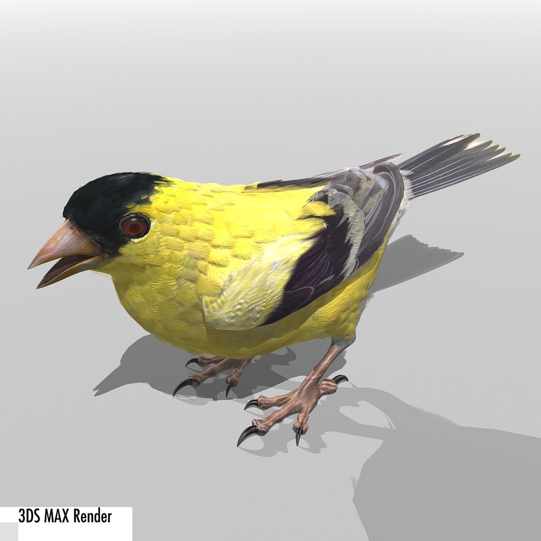 lwo goldfinch rigged animation https://p.turbosquid.com/ts-thumb/cj/VrGkgG/FAsMYCjO/gfinchmax11/jpg/1347248876/1920x1080/fit_q87/85a26f05ca76fd00f126c8d89b31235715766b50/gfinchmax11.jpg