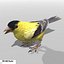 Goldfinch