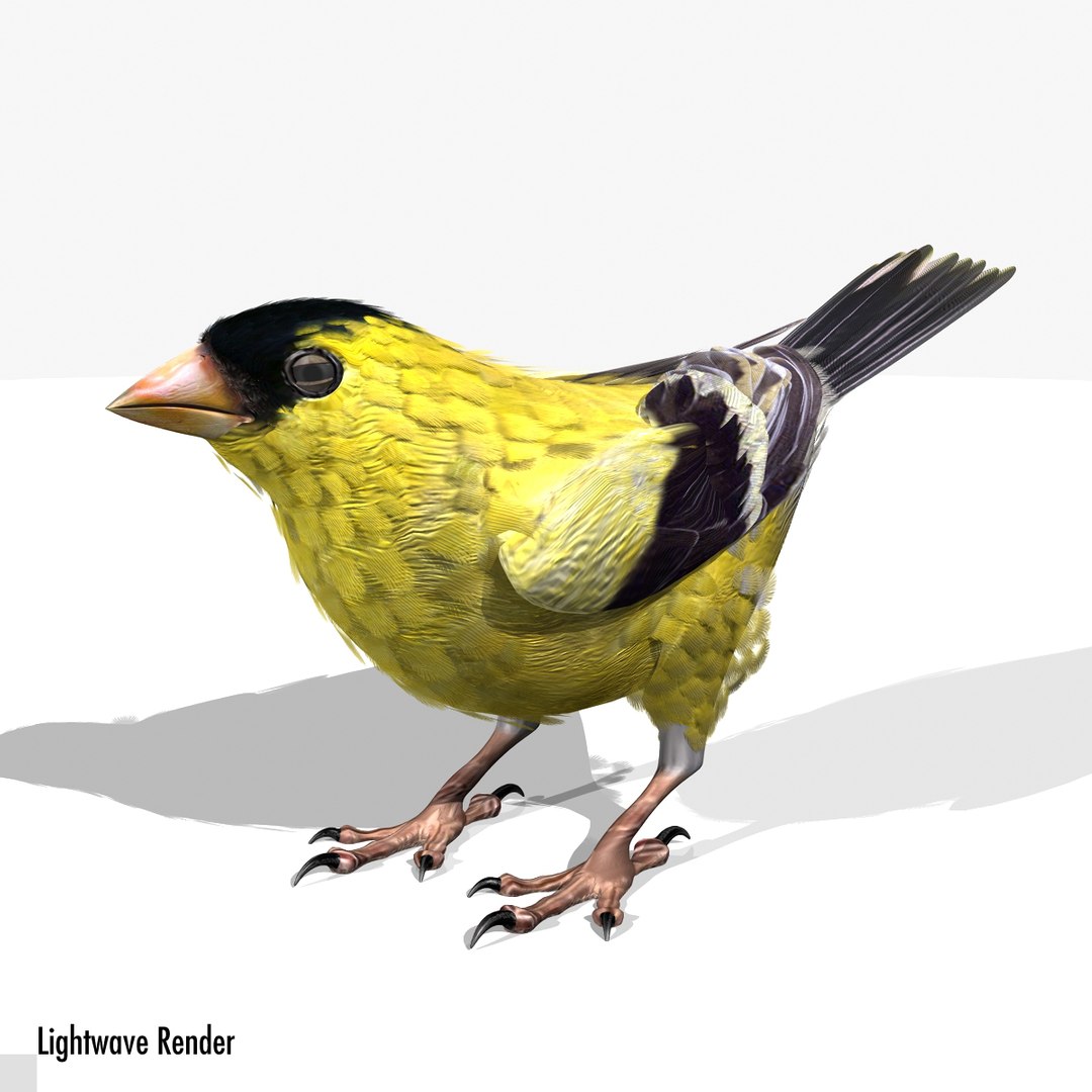 lwo goldfinch rigged animation https://p.turbosquid.com/ts-thumb/cj/VrGkgG/FwH3lO8a/gflw06/jpg/1347248814/1920x1080/fit_q87/2fe4715d2aabb9fb2fce37c76be8f30c3cca0681/gflw06.jpg