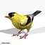Goldfinch