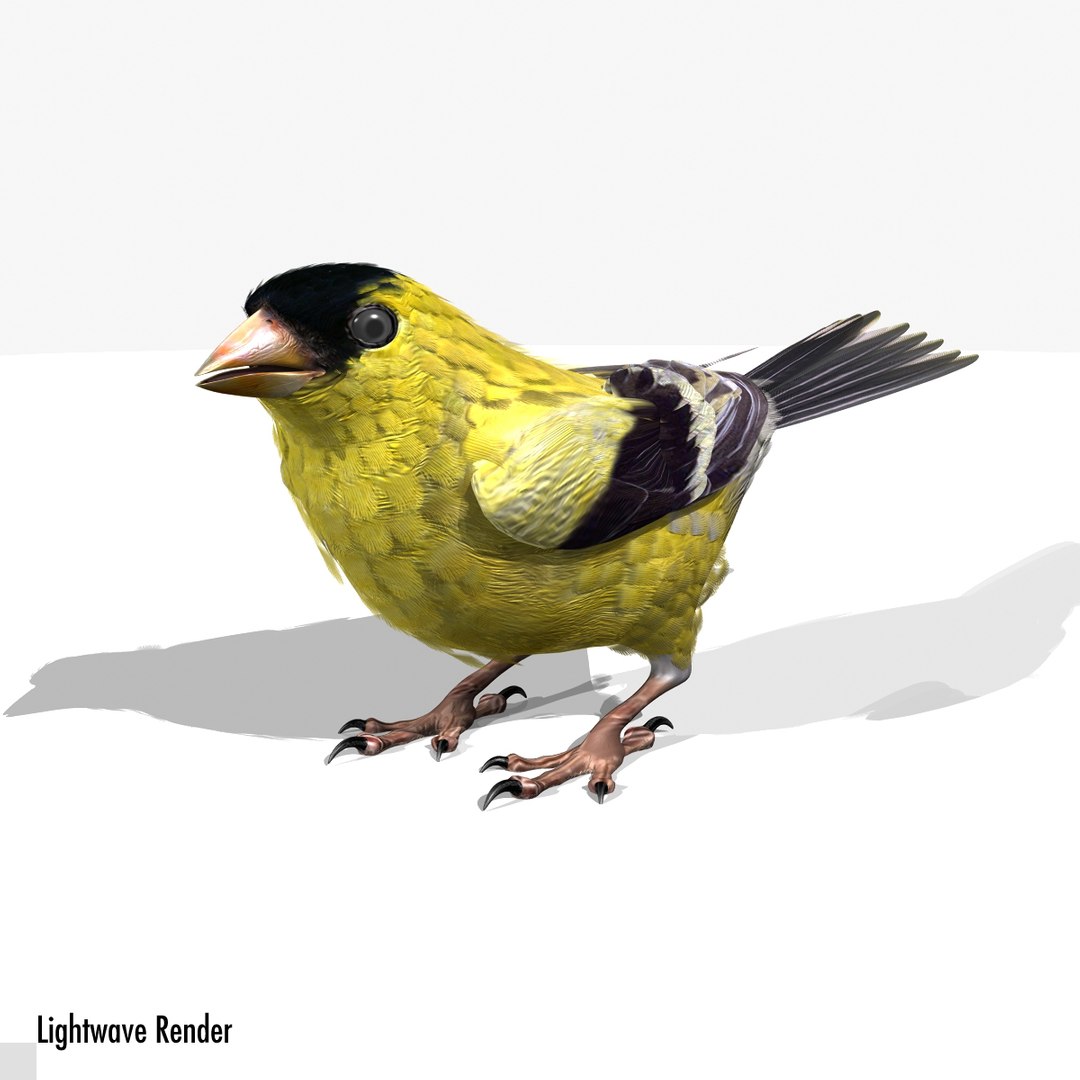 lwo goldfinch rigged animation https://p.turbosquid.com/ts-thumb/cj/VrGkgG/HU5HG51t/gflw05/jpg/1347248814/1920x1080/fit_q87/74ec41a766db01cea0cd7ad0c1add1bb98d8cf55/gflw05.jpg