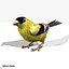 Goldfinch