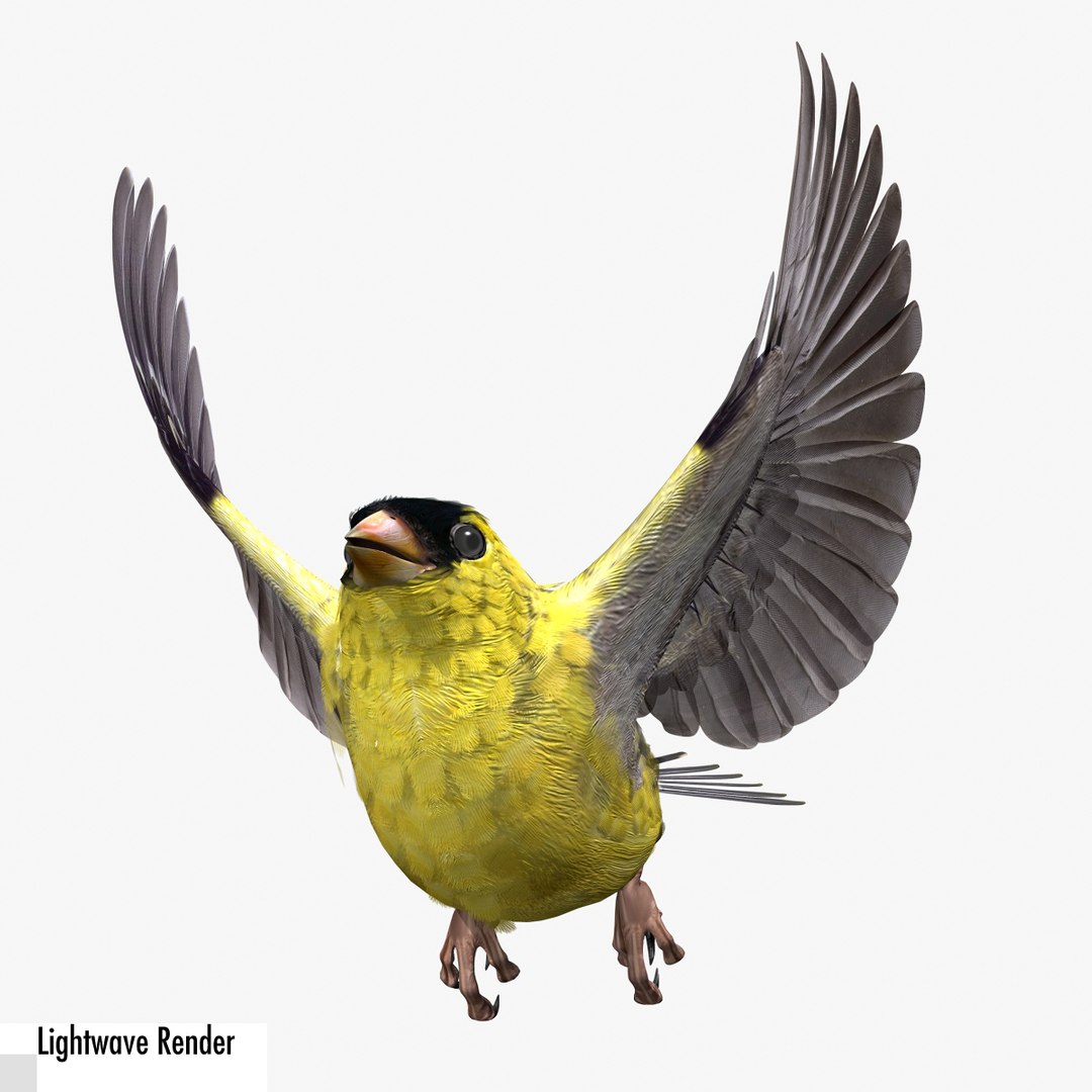 lwo goldfinch rigged animation https://p.turbosquid.com/ts-thumb/cj/VrGkgG/JMBkrUQy/gflw02/jpg/1347248814/1920x1080/fit_q87/4369b0f521f58c68bc11251f374a825e5b535bd5/gflw02.jpg