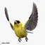 Goldfinch